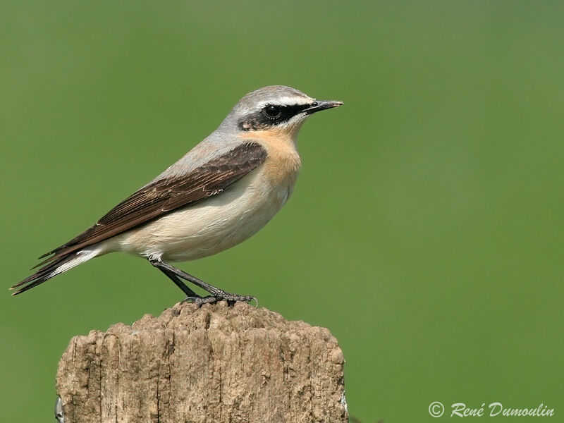 Northern Wheatear male adult, identification