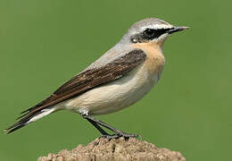 Northern Wheatear