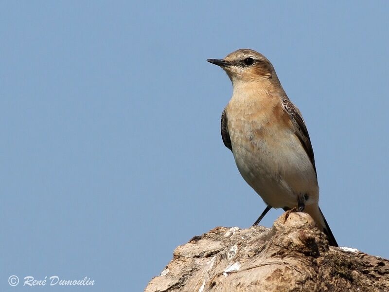 Northern Wheatear female adult, identification