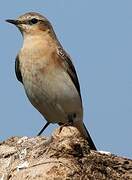 Northern Wheatear