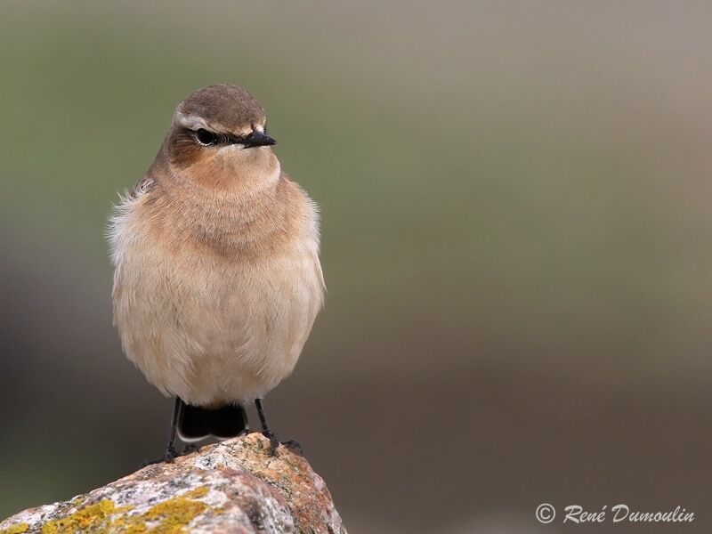 Northern Wheatear male adult post breeding, identification