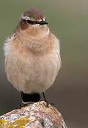 Northern Wheatear