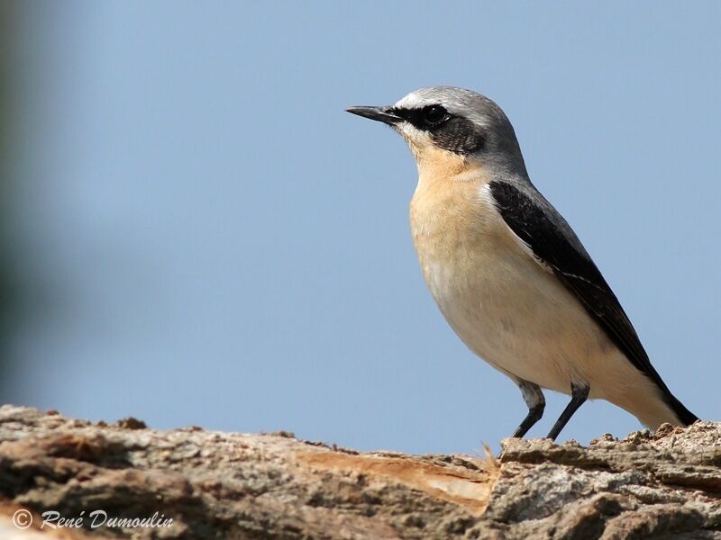 Northern Wheatear male adult breeding, identification