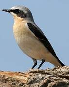 Northern Wheatear