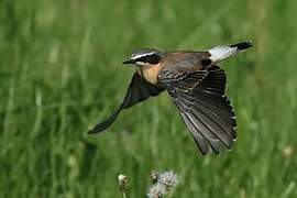 Northern Wheatear