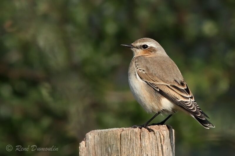 Northern Wheatear female adult post breeding, identification