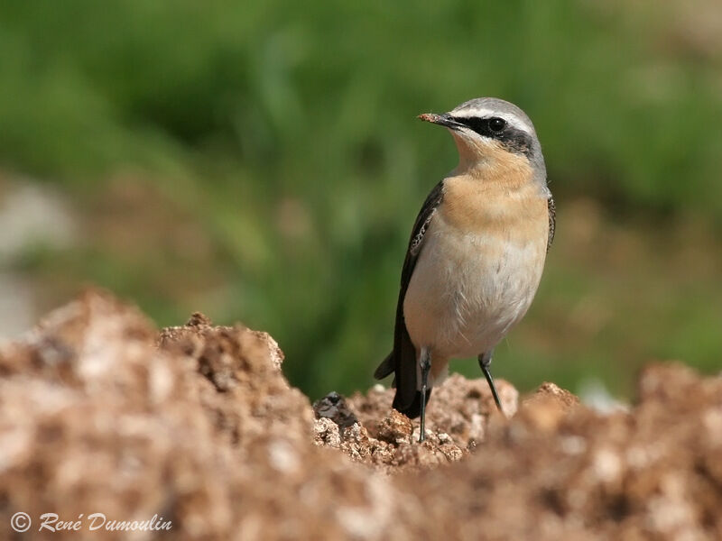 Northern Wheatear male adult, identification