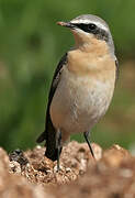 Northern Wheatear