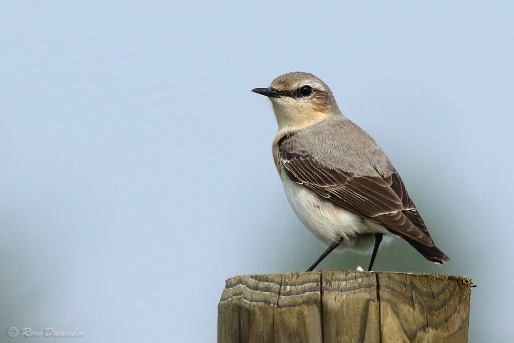 Northern Wheatear female adult breeding, identification