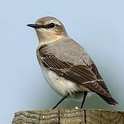 Northern Wheatear