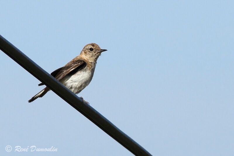 Black-eared Wheatear female adult, identification