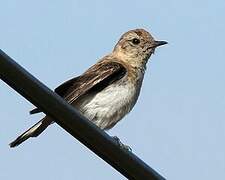 Black-eared Wheatear