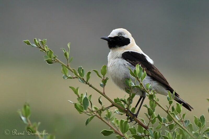 Black-eared Wheatear male adult, identification