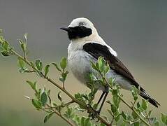 Western Black-eared Wheatear