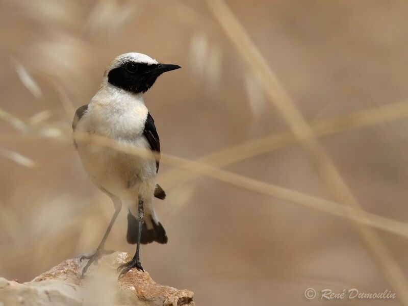 Black-eared Wheatear male adult, identification