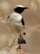 Black-eared Wheatear