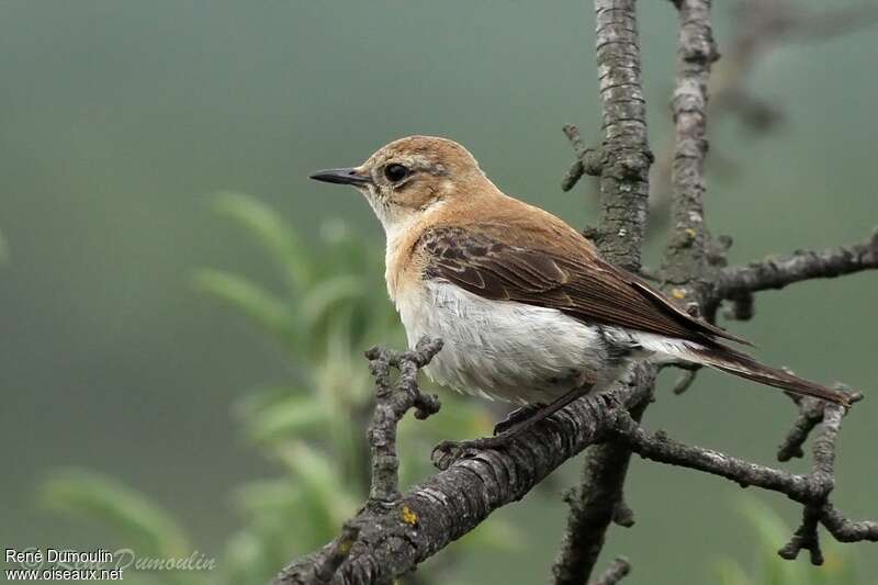 Western Black-eared Wheatear female adult, identification