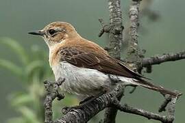 Black-eared Wheatear