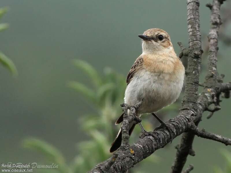 Black-eared Wheatear female adult, close-up portrait, pigmentation