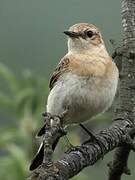 Black-eared Wheatear