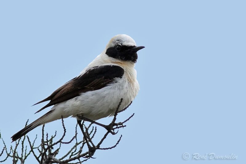 Black-eared Wheatearadult, identification