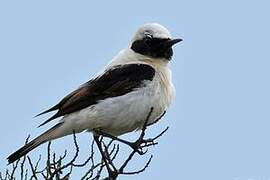 Western Black-eared Wheatear