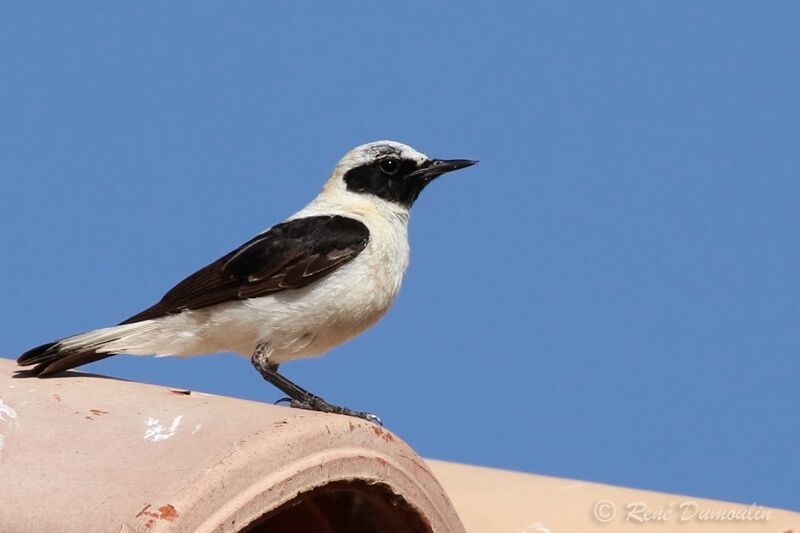 Black-eared Wheatearadult breeding, identification