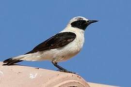 Western Black-eared Wheatear