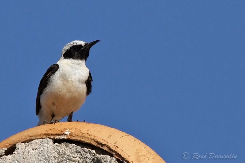 Western Black-eared Wheatearadult breeding, identification