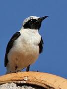 Black-eared Wheatear