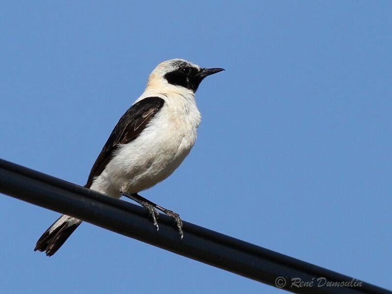 Western Black-eared Wheatearadult breeding, identification