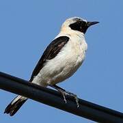 Black-eared Wheatear