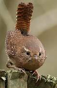 Eurasian Wren