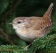 Eurasian Wren