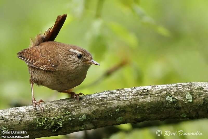 Eurasian Wrenadult, identification