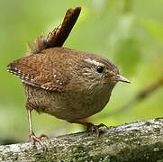 Eurasian Wren