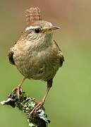 Eurasian Wren