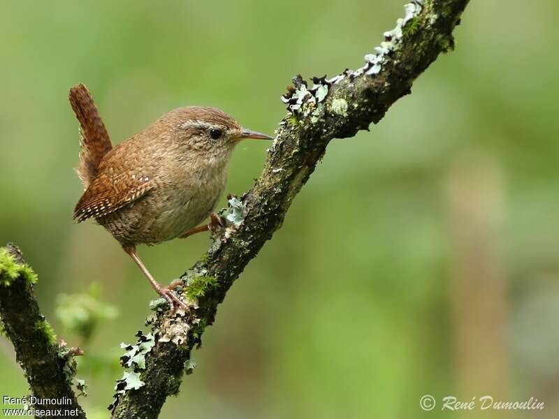 Eurasian Wrenadult, identification