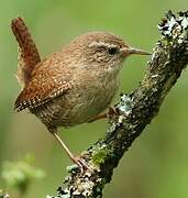 Eurasian Wren