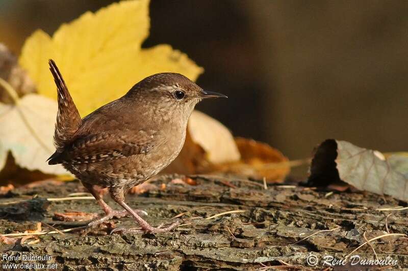 Eurasian Wrenadult, identification