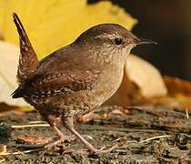 Eurasian Wren