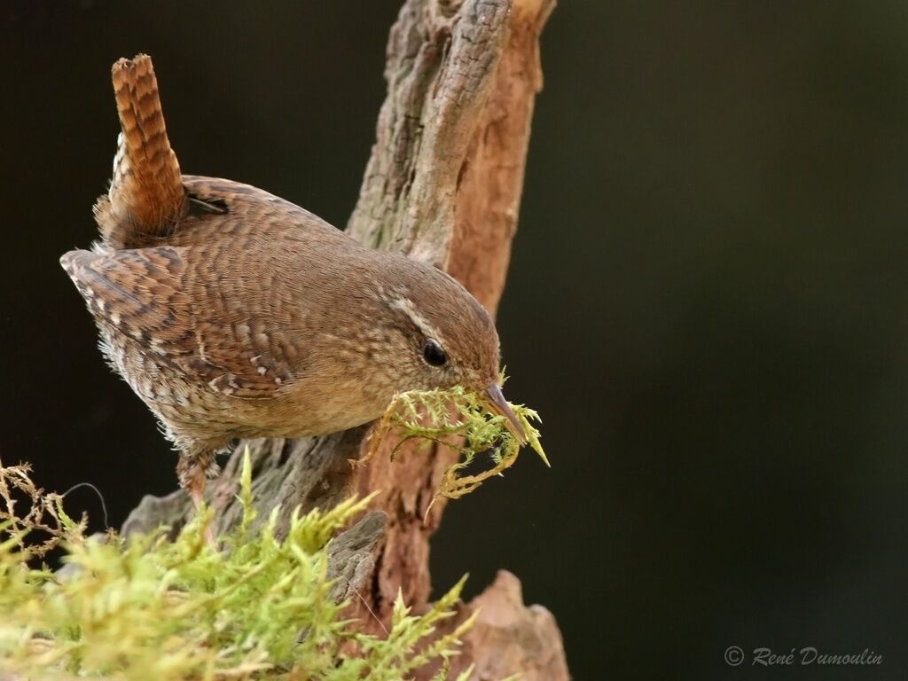 Eurasian Wren male adult, identification, Behaviour