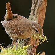 Troglodyte mignon