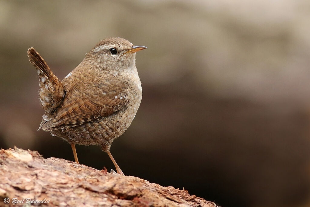 Troglodyte mignon mâle adulte, identification