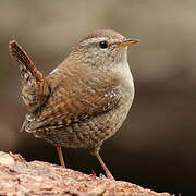 Eurasian Wren