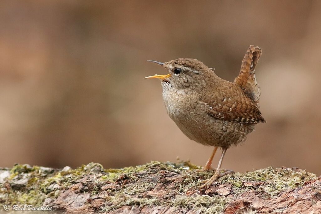 Eurasian Wren male, identification, song