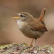 Eurasian Wren