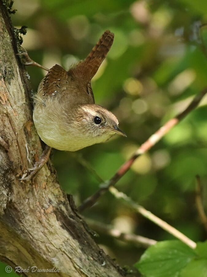 Eurasian WrenFirst year, identification