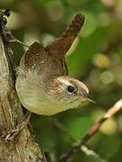 Eurasian Wren