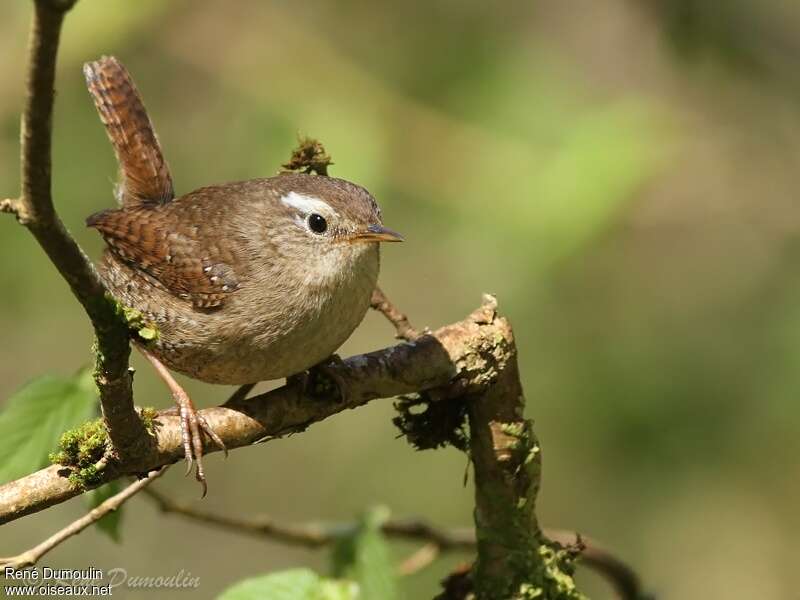 Troglodyte mignon mâle adulte, identification